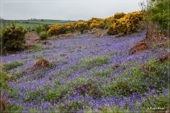 Dartmoor to Bodmin Moor